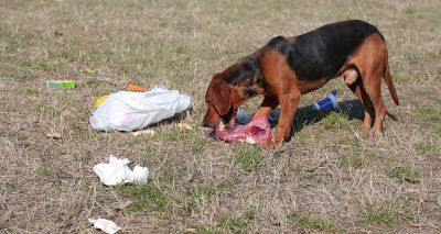 Vets urge public to “dispose of waste responsibly”